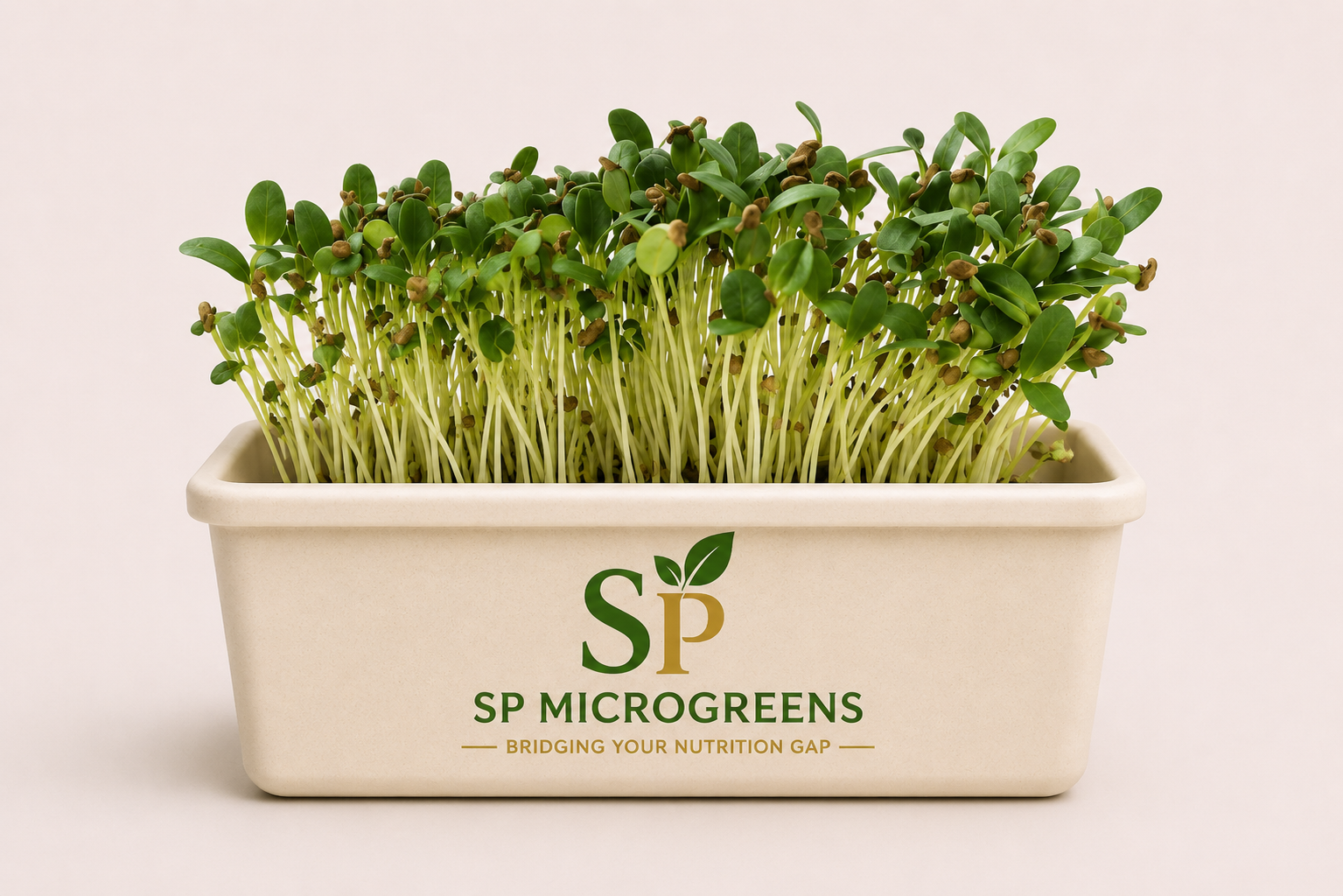 Fenugreek